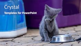  Presentation with meals - Presentation with 8-week-old-outside-kittens background and a violet colored foreground