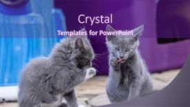  Presentation with meals - Presentation theme with 8-week-old-outside-kittens background and a violet colored foreground