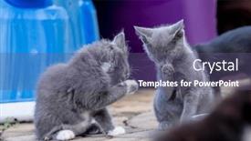  Presentation with meals - Presentation having 8-week-old-outside-kittens background and a violet colored foreground