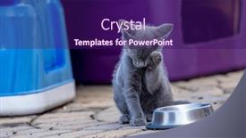  Presentation with meals - PPT layouts with 8-week-old-outside-kittens background and a violet colored foreground