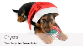  Presentation with dog christmas - Colorful slides enhanced with 8-weeks-old-airedale-terrier backdrop and a light gray colored foreground