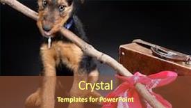  Presentation with old dog - Cool new presentation theme with 8 weeks old little airedale terrier puppy dog ready for travelling backdrop and a tawny brown colored foreground