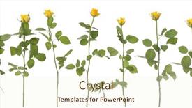  Presentation with roses - Slide deck having 9 petal - 9 yellow roses isolated background and a  colored foreground