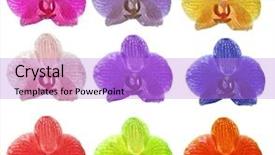  Presentation with white flowers - Cool new slides with 9 petal - nine colors orchid flowers isolated backdrop and a  colored foreground