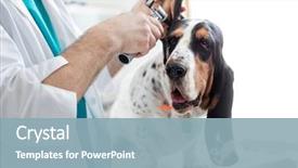  Presentation with veterinary - Slides having doctor examining dog's ear background and a light blue colored foreground