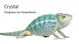  Presentation with hypertension in young - Presentation theme having blue 7 yellow - young chameleon furcifer pardalis background and a  colored foreground