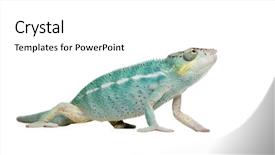  Presentation with hypertension in young - Cool new presentation theme with blue 7 yellow - young chameleon furcifer pardalis backdrop and a  colored foreground