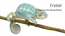  Presentation with hypertension in young - Amazing presentation theme having blue 7 yellow - young chameleon furcifer pardalis backdrop and a  colored foreground