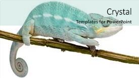  Presentation with hypertension in young - Colorful PPT theme enhanced with blue 7 yellow - young chameleon furcifer pardalis backdrop and a  colored foreground