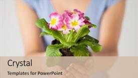  Presentation with holding hands - PPT theme with woman's hands holding background and a soft green colored foreground