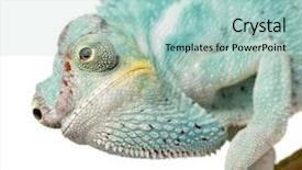  Presentation with youth leadership greenboard young - Cool new presentation theme with blue 7 yellow - young chameleon furcifer pardalis backdrop and a  colored foreground