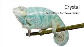  Presentation with young marines - Presentation having blue 7 yellow - young chameleon furcifer pardalis background and a white colored foreground