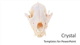  Presentation with important - Presentation theme with population - various views of a genuine background and a white colored foreground