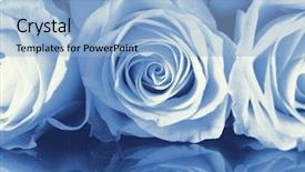  Presentation with reproduction - PPT layouts having reproduction conceptual photograph 'reflected roses background and a light blue colored foreground