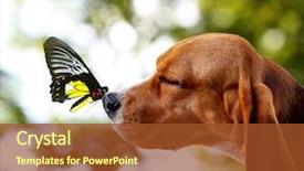  Presentation with nose - Colorful PPT theme enhanced with dog's nose on bright backdrop and a tawny brown colored foreground