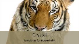  Presentation with tiger - Beautiful theme featuring flock of birds at water hole swimming at lake note slight graininess best at smaller sizes backdrop and a violet colored foreground