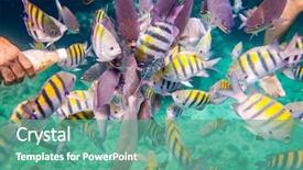  Presentation with tropical reef fish - Cool new presentation design with nourished - man feeds the tropical fish backdrop and a seafoam green colored foreground
