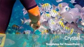  Presentation with tropical reef fish - Colorful slide set enhanced with nourished - man feeds the tropical fish backdrop and a teal colored foreground