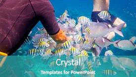  Presentation with tropical reef fish - PPT theme enhanced with nourished - man feeds the tropical fish background and a teal colored foreground