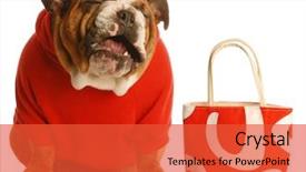  Presentation with english bulldog - Cool new presentation theme with spoiled dog spending owners money backdrop and a red colored foreground