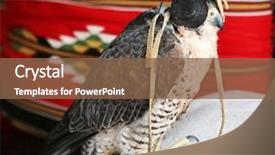  Presentation with peregrine falcon - Presentation with qatari falconer's bird background and a tawny brown colored foreground