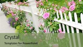  Presentation with salvia - Colorful presentation theme enhanced with lady's mantel and more backdrop and a seafoam green colored foreground