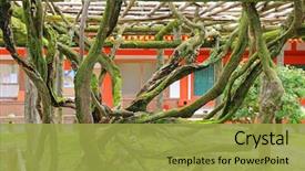  Presentation with japanese - Presentation theme consisting of saif - trunks of wisteria floribunda tree background and a yellow colored foreground