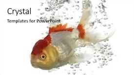  Presentation with lion - Theme enhanced with diving lion's head goldfish background and a white colored foreground