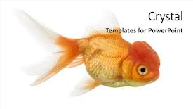  Presentation with goldfish - Slide set featuring lion's head goldfish background and a white colored foreground
