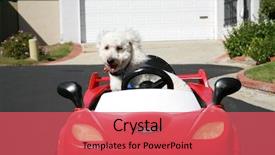  Presentation with sports car - Beautiful presentation theme featuring thor our new maltipoo maltese backdrop and a red colored foreground