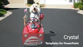  Presentation with poodle - Slides consisting of thor our new maltipoo maltese background and a dark gray colored foreground