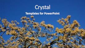  Presentation with fruit tree - Presentation theme with odd - american sycamore tree covered background and a  colored foreground