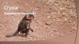  Presentation with name - Slide set enhanced with a baby olive baboon background and a coral colored foreground