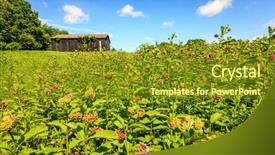  Presentation with kentucky - Presentation theme enhanced with a barn and wildflowers background and a tawny brown colored foreground
