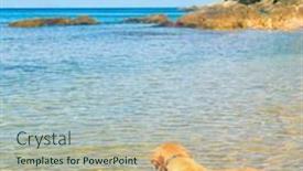  Presentation with pet - Presentation enhanced with a-beach-cute-pet background and a light blue colored foreground