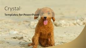 Presentation with poodle - Slides enhanced with a-beach-shoot-small-brown background and a soft green colored foreground