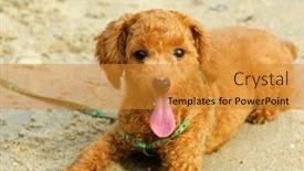  Presentation with poodle - Cool new presentation with a-beach-shoot-small-brown backdrop and a gold colored foreground