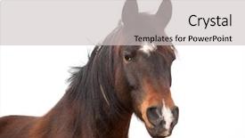  Presentation with white horse - Colorful presentation design enhanced with a beautiful arabian horse backdrop and a light gray colored foreground