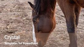  Presentation with horse head - PPT theme having a beautiful brown horse background and a coral colored foreground