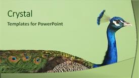  Presentation with beautiful green - Audience pleasing slides consisting of a beautiful cropped peacock backdrop and a mint green colored foreground