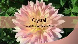  Presentation with dahlia - Audience pleasing presentation theme consisting of a beautiful pink cactus backdrop and a coral colored foreground