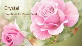  Presentation with pink rose - Colorful slides enhanced with a beautiful pink rose backdrop and a cream colored foreground