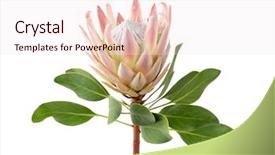  Presentation with protea flower - Audience pleasing PPT theme consisting of a beautiful tropical king backdrop and a sky blue colored foreground