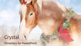  Presentation with belgian food - Beautiful presentation theme featuring a belgian draft horse backdrop and a lemonade colored foreground