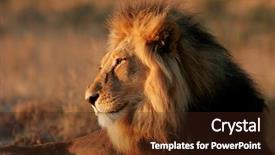 Presentation with male lion - Colorful slides enhanced with portrait of a big male backdrop and a wine colored foreground