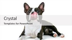  Presentation with boston - Slide set with a big pink tongue background and a white colored foreground