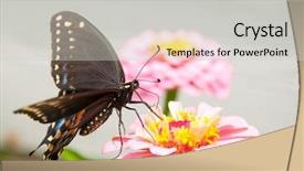  Presentation with pink black - Slide deck consisting of a black eastern swallowtail background and a light gray colored foreground