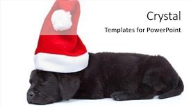  Presentation with christmas black - Amazing slide deck having a black labrador puppy backdrop and a  colored foreground