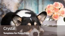  Presentation with welsh - Amazing PPT layouts having portrait welsh corgi romantic corgi backdrop and a tawny brown colored foreground