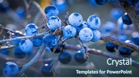  Presentation with thorns - Amazing slides having a branch of thorns backdrop and a ocean colored foreground